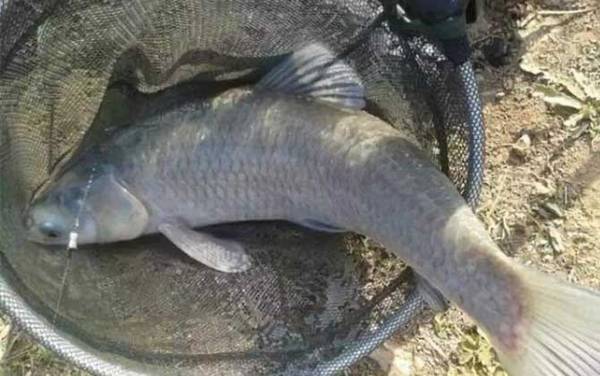 下雨天青鱼在深水还是浅水?