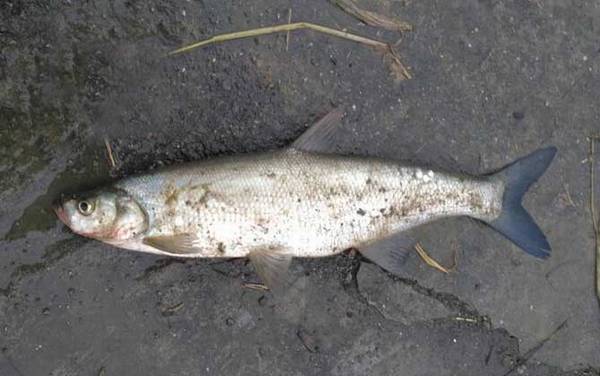 一米长翘嘴鱼要长多少年?