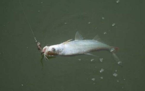 一米长翘嘴鱼要长多少年?