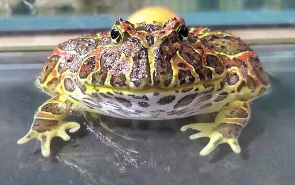 角蛙寿命是多少年?