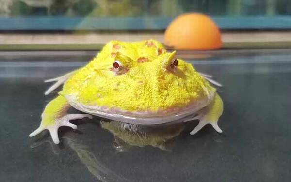 角蛙寿命是多少年?