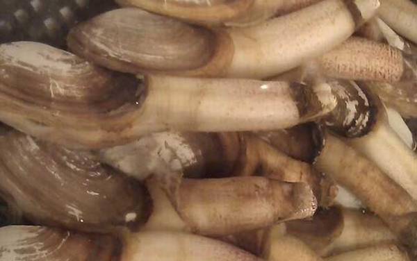 象拔蚌价格多少钱一斤?