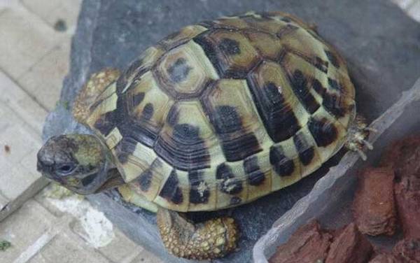 赫曼陆龟是什么龟?