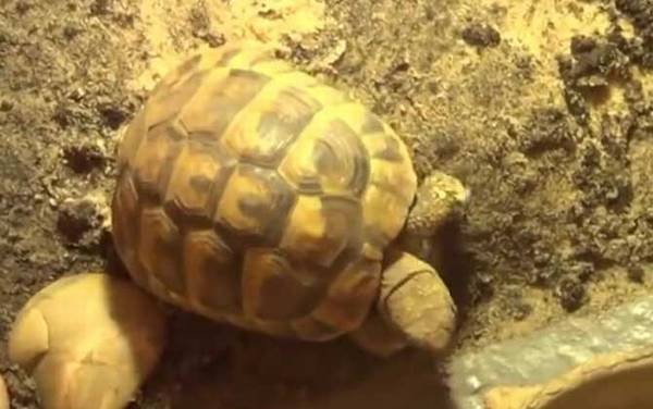 赫曼陆龟是什么龟?