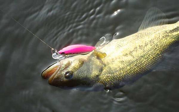 钓鲈鱼用什么饵料?