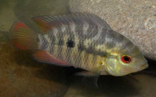 钓鲈鱼用什么饵料?