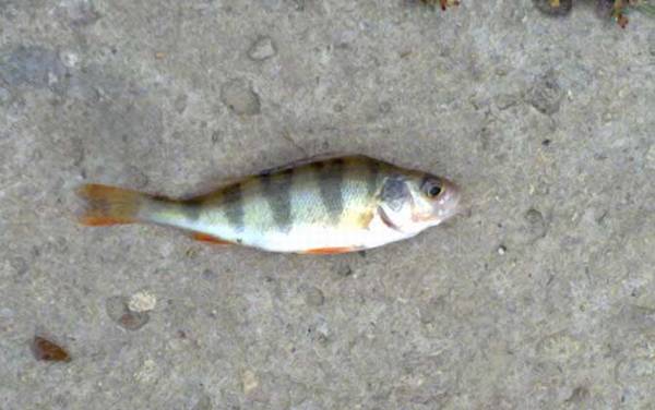 钓鲈鱼用什么饵料?