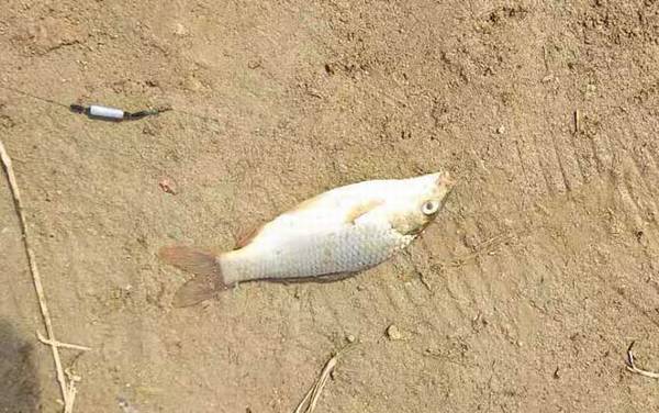 玉米钓鲤鱼多久换一次饵?