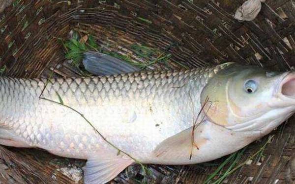 草鱼喜欢吃什么味型的饵料?