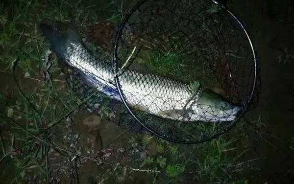 用什么饵料钓草鱼最快?