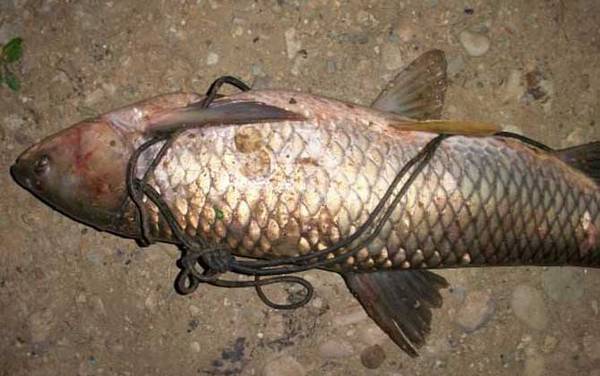 用什么饵料钓草鱼最快?