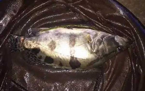 亮片可以路亚鳜鱼吗?