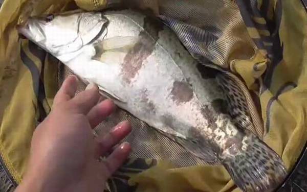 亮片可以路亚鳜鱼吗?