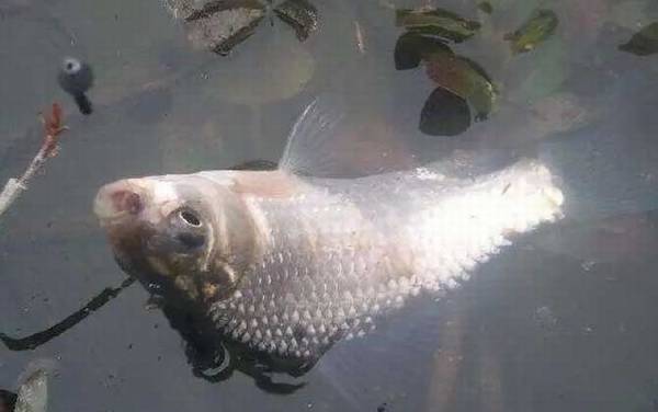 用蚯蚓钓鱼需要打窝吗?