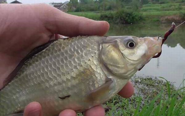 猪肝钓鱼好还是蚯蚓好钓?