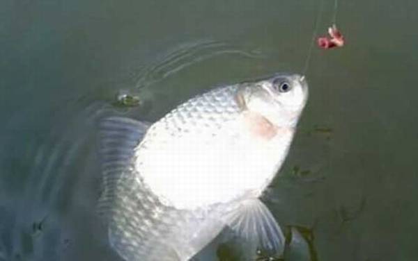钓鲫鱼用蚯蚓好还是饵料好?