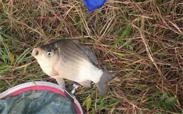 钓鲫鱼用蚯蚓好还是饵料好?