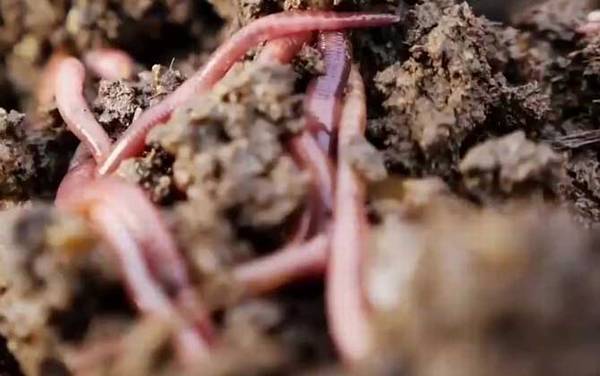 蚯蚓吃什么食物腥味大?