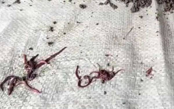 钓鱼大蚯蚓好还是小蚯蚓好?