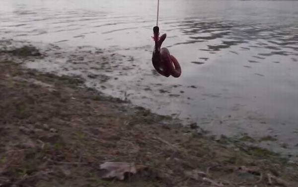 蚯蚓钓鱼效果怎么样?