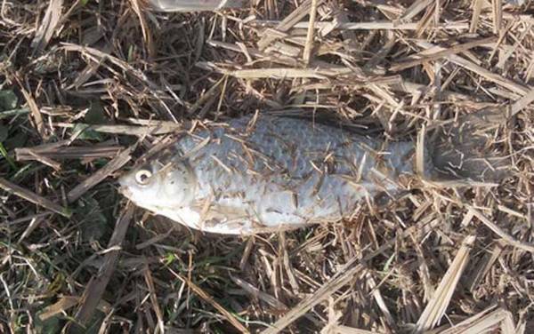 冬天蚯蚓能钓什么鱼?