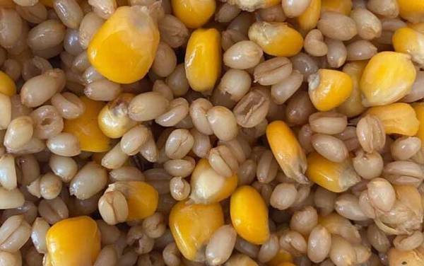 春季钓鱼用什么打窝最好?