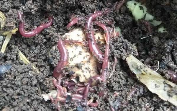 三月钓鱼用什么饵料最好?