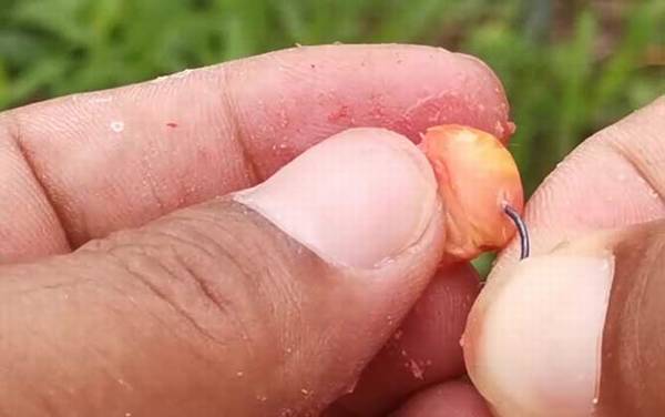 四月份用玉米粒可以钓鱼吗?