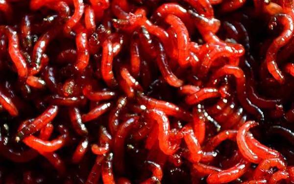 十月钓鱼用什么饵料最好?