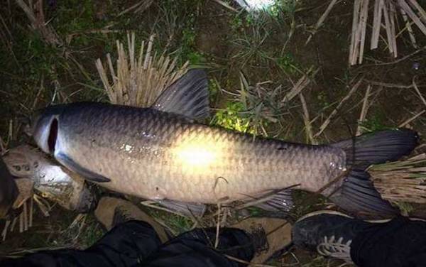 蓝莓和葡萄哪个钓青鱼好?