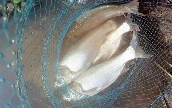 鲢鱼喜欢吃什么味型的饵料?