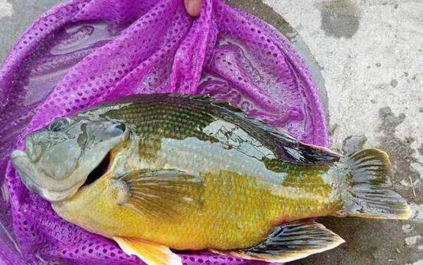 钓太阳鱼用什么饵最好?