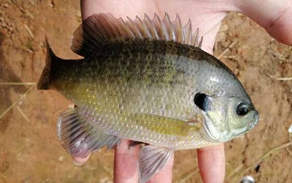 钓太阳鱼用什么饵最好?