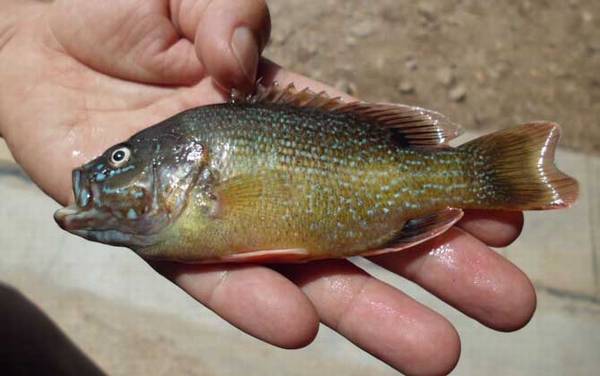 钓太阳鱼用什么饵最好?