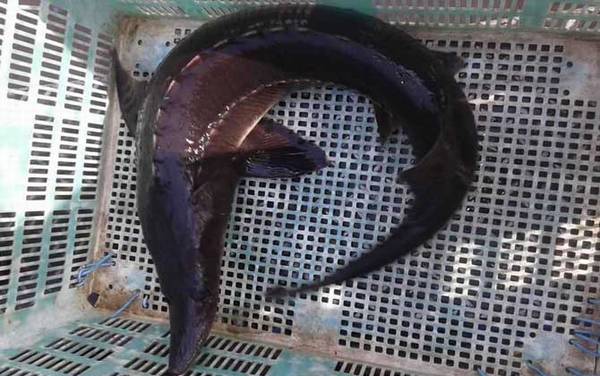 钓鲟鱼用什么饵料最好?