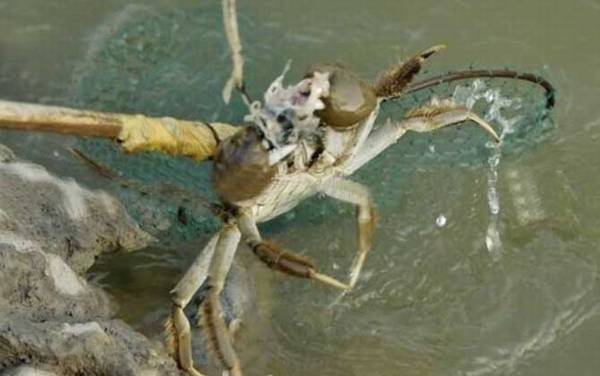 钓螃蟹用什么肉最好钓?