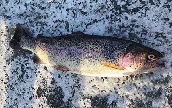 虹鳟鱼用什么鱼饵钓?