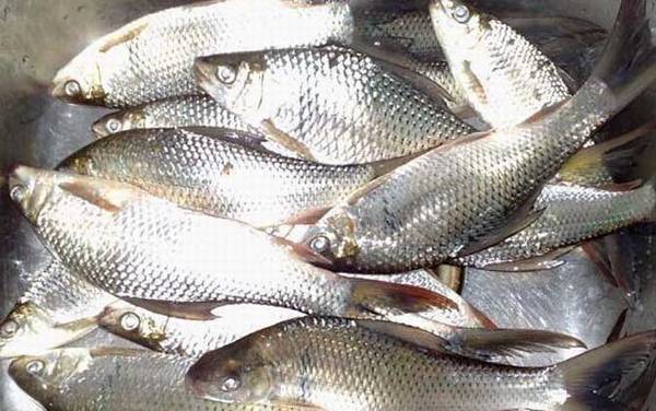 广东钓鲮鱼用什么饵料最好?