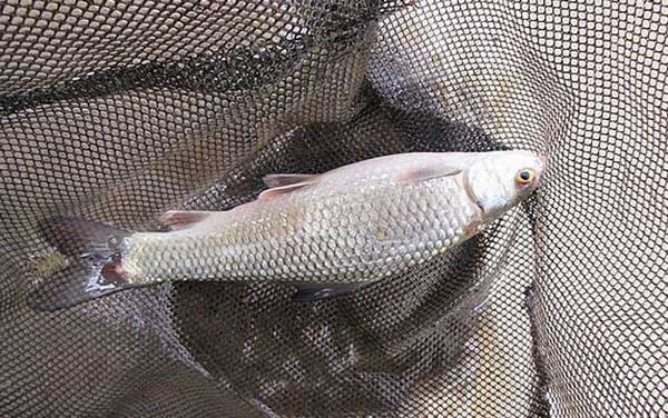 钓鲮鱼用什么小药好?