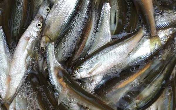 白条鱼最爱吃什么饵料?