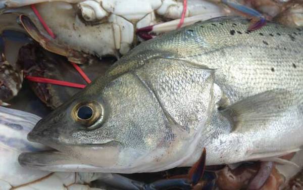 鲈鱼用什么饵料钓最容易上钩?