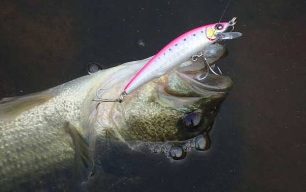 鲈鱼用什么饵料钓最容易上钩?