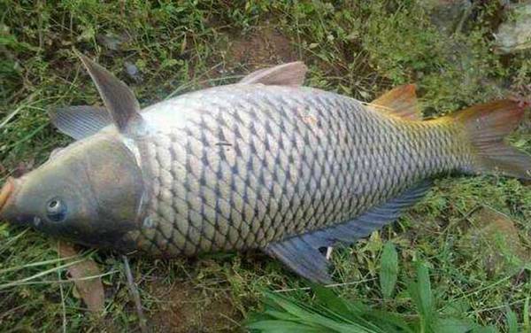 台钓鲤鱼用什么饵料?