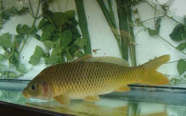 春天钓鲤鱼用什么窝料最好?