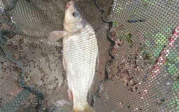 春天钓鲤鱼能用玉米吗?