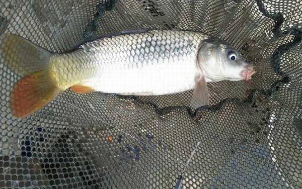 春天钓鲤鱼能用玉米吗?