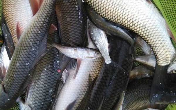 冬季钓草鱼用的什么饵料?