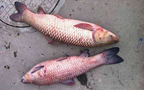 �����������ط�����������