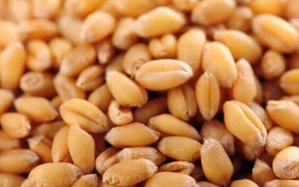 用什么鱼饵能钓大鲫鱼?