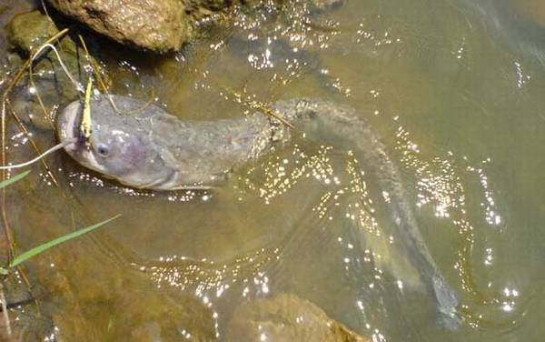 野生鲶鱼用什么鱼饵最好钓?